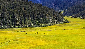 大理丽江洱海旅游攻略(大理丽江洱海旅游攻略最佳路线)