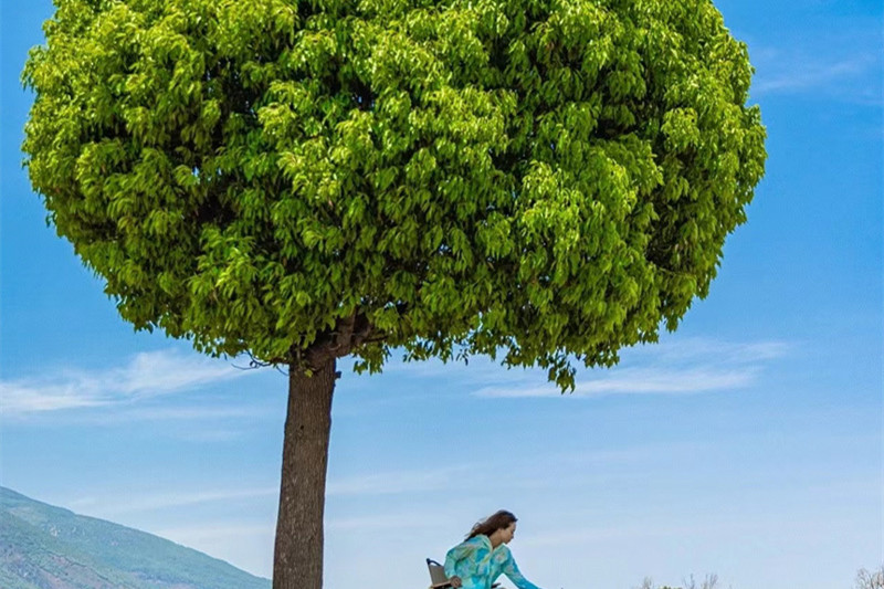 云南旅游多少钱(云南旅游多少钱一个人)