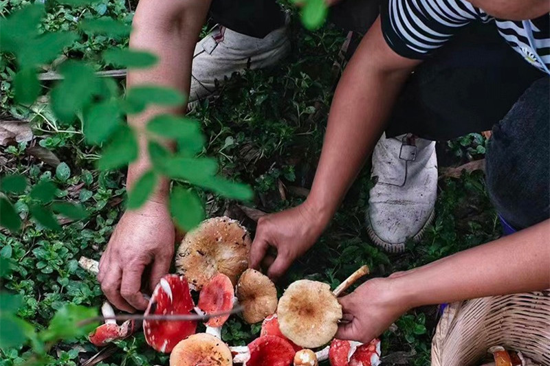 郑州双飞昆明旅游攻略