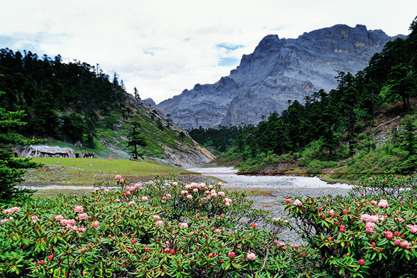 西双版纳旅游怎么样(西双版纳旅游怎么样值得去吗)
