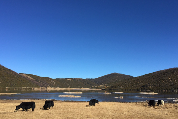 香格里拉旅游攻略寺庙(香格里拉旅游景点寺庙)