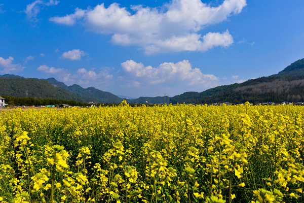 腾冲到董官村旅游攻略(腾冲到董官村旅游攻略路线)