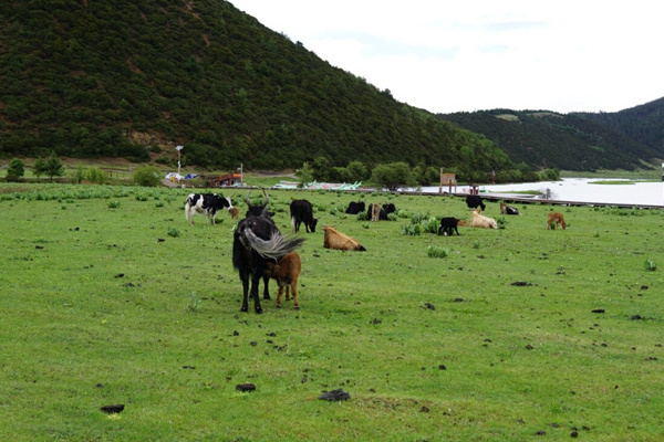 到昆明旅游多少钱(到昆明旅游多少钱一个人)
