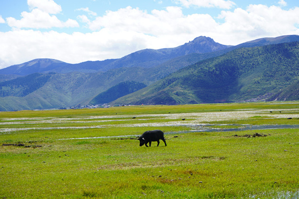 去丽江的旅游团(去丽江的旅游团多少钱)