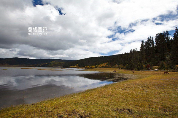 西双版纳旅游攻略山东(云南西双版纳游攻略)