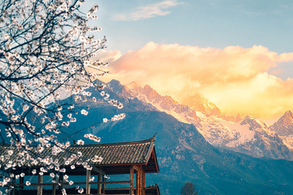 腾冲樱花旅游攻略(腾冲有樱花吗)