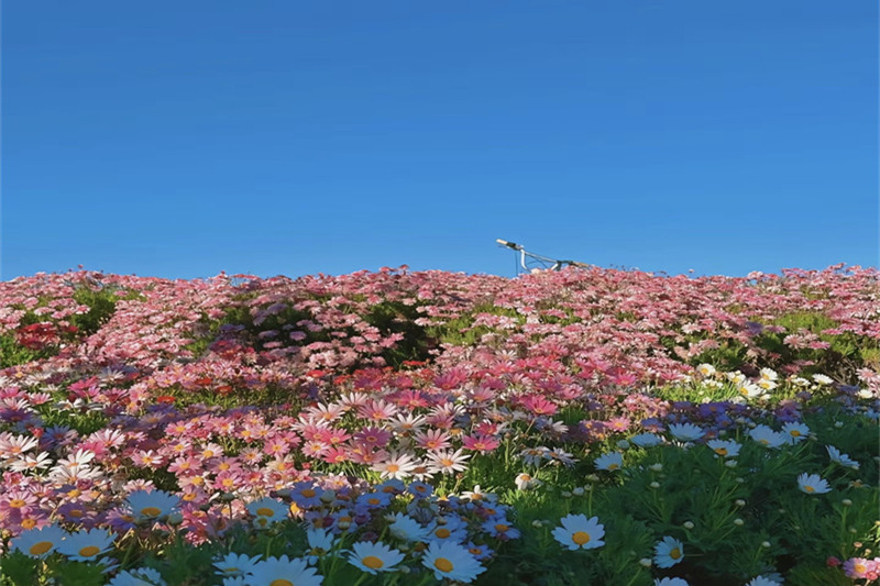 结伴云南旅游拍照(结伴云南旅游拍照技巧)